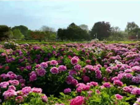 牡丹綻妍 譜寫新篇——中集攪拌誠邀您品鑒樣車·共賞牡丹