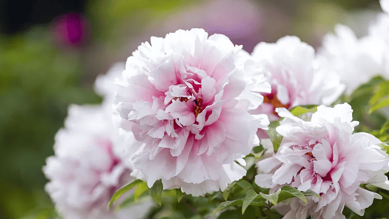 牡丹綻妍 譜寫新篇——中集攪拌邀您游洛陽，賞牡丹，品樣車，觀產線